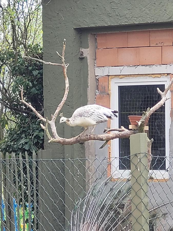 Maerchenhaft Urlauben Auf Dem Alpakahof Lägenhet Rambow Exteriör bild