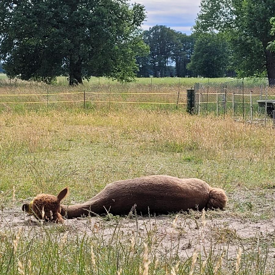 Maerchenhaft Urlauben Auf Dem Alpakahof Lägenhet Rambow Exteriör bild