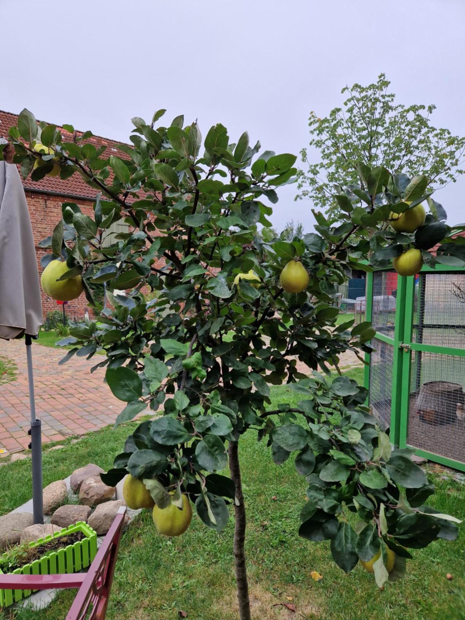 Maerchenhaft Urlauben Auf Dem Alpakahof Lägenhet Rambow Exteriör bild